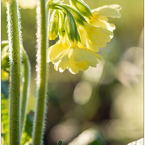157 In der Bünte – Schlüsselblume