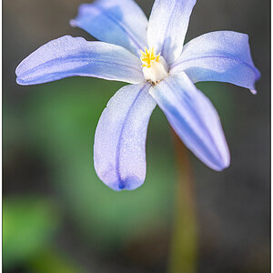 159 In der Bünte – Scilla