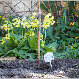 165 In der Bünte – Schluesselblume