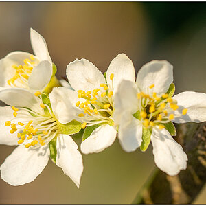 167 In der Bünte – Pflaumenbaumblüten II