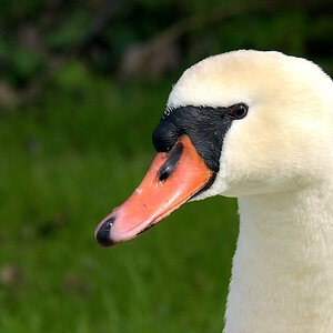 Schwan_027.JPG