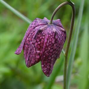 Schachbrettblume 1 (1 von 1).jpg