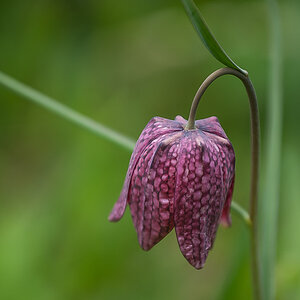 Schachbrettblume 3 (1 von 1).jpg