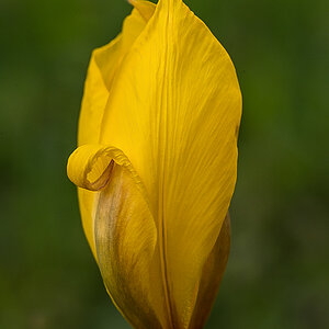 Unbekannte Blume 1 (1 von 1).jpg