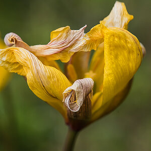 Unbekannte Blume 2 (1 von 1).jpg
