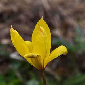 Unbekannte Blume 3 (1 von 1).jpg