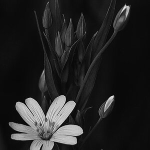 Sternmiere BW (1 von 1).jpg
