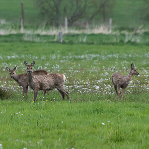 Rehwild 2 (1 von 1).jpg
