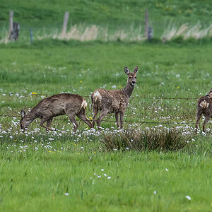 Rehwild 3 (1 von 1).jpg