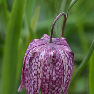 Schachbrettblume 2 (1 von 1).jpg