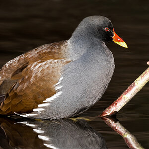 D50_5270_Teichhuhn_IA_11_2020.jpg