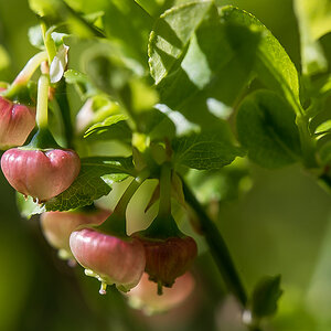 Bickbeeren 3-7212.jpg