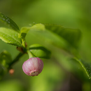 Bickbeeren 1-7204.jpg