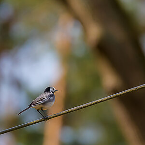 Bird on a wire (1 von 1).jpg