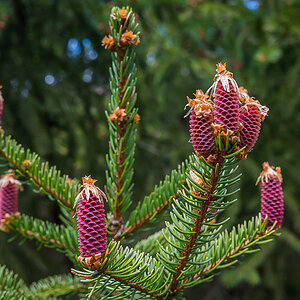 Frühling in der Dickung 2 (1 von 1).jpg