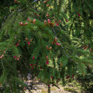 Frühling in der Dickung 3 (1 von 1).jpg