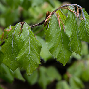 Frühling in der Dickung 6 (1 von 1).jpg