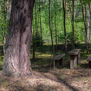 Rastplatz im Wald (1 von 1).jpg
