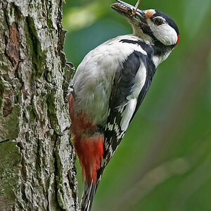 D50_4263_Vater Specht bringt FutterIA_6_2021.jpg