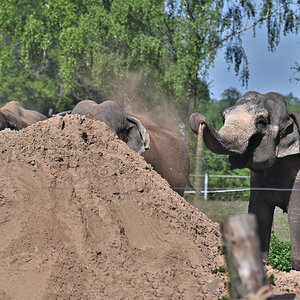 Hier sind sie in ihrem Element....jpg