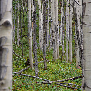 Alaska_2018-0419.jpg