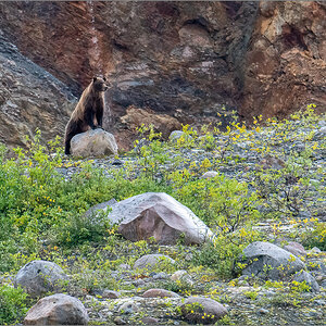 Alaska_2018-0564-Bearbeitet.jpg