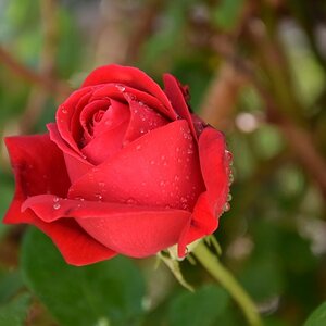 Rose rot klein.JPG