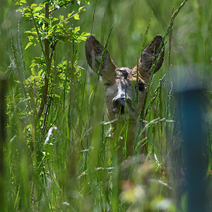 F52_1365.jpg