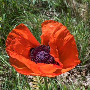 Mohn (1 von 1).jpg