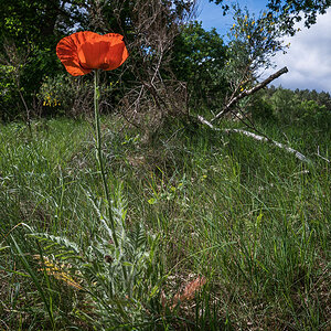 Mohn 3 (1 von 1).jpg