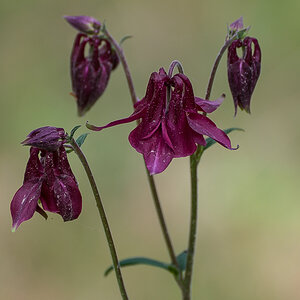 Schwarzviolette Akelei (1 von 1).jpg