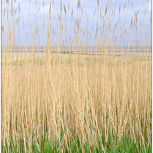 215 Sylt – Durchblick am Watt in Keitum