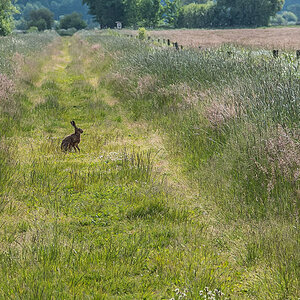 Hase 2 (1 von 1).jpg