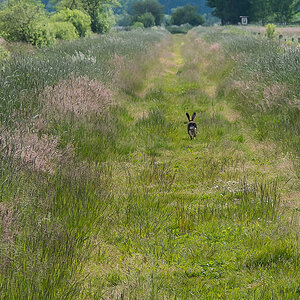 Hase 3 (1 von 1).jpg