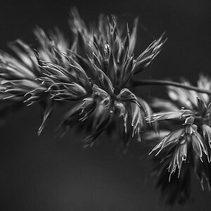 Wald-Knäuelgras BW (1 von 1).jpg