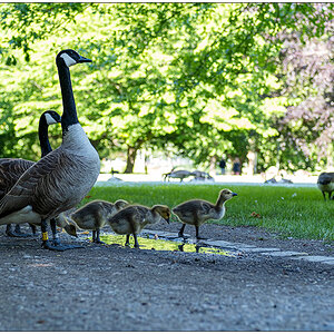 241 Kanadagansfamilie im Kieler Hiroshimapark I