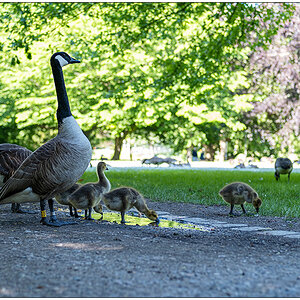 242 Kanadagansfamilie im Kieler Hiroshimapark II