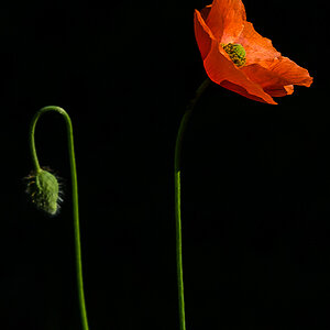 Schattenmohn 2 (1 von 1).jpg