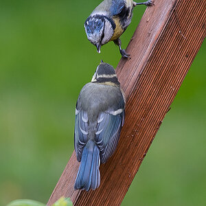 Blaumeisen (1 von 1).jpg