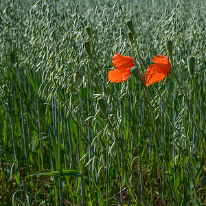 Hafermohn (1 von 1).jpg
