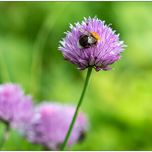 255 Schnittlauchblüte in der Bünte