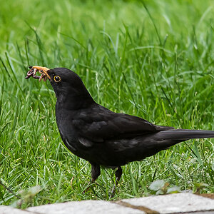 Amsel (1 von 1).jpg