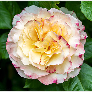 256 Rose in der Bünte