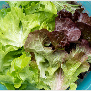 258 Salat aus der Bünte