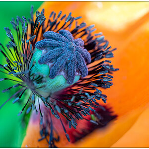 261 Mohnblüte in der Bünte