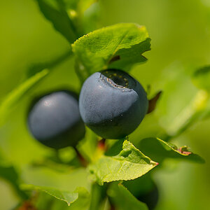 Bickbeeren (1 von 1).jpg