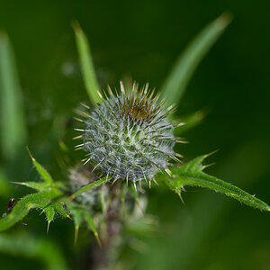 Distel (1 von 1).jpg