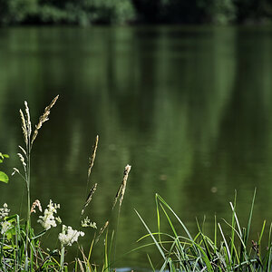 Alles grün am See.jpg