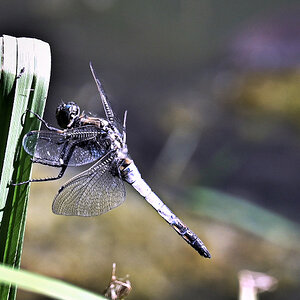 DSC_4254.jpg