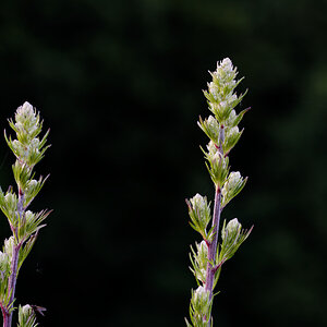 Z62_6002.jpg
